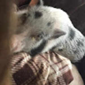 Meet your Posher, Tessa